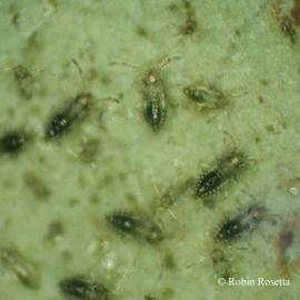 Azalea Lace Bugs | solvepest