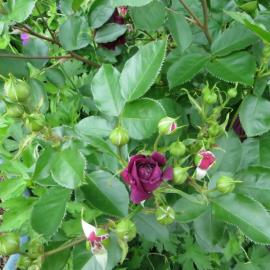 Healthy rose foliage and buds