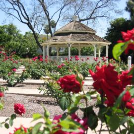 Red rose bushes spaced well apart in a sunny location