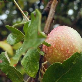 Apple and leaves with drops of water