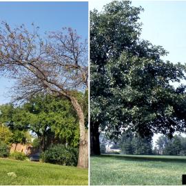 Severely defoliated tree on left. Vigorous, healthy tree on right. 