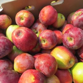 Box of healthy Liberty apples