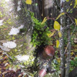 Pruned branch in wet weather, indicated by green moss. NOT the right time to prune.