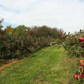 Dwarf apple trees in orchard rows