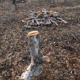 Cut stumps of old apple