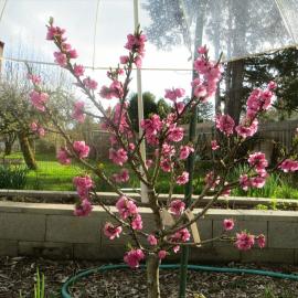 Dwarf peach tree in bloom under a large clear plastic umbrella to keep off rain.