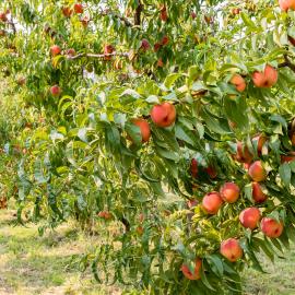 Disease-free peaches and foliage