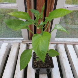 Large pepper seedling in pot