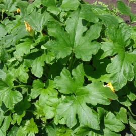 Very healthy and clean green squash leaves
