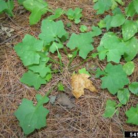 Rosette of wall lettuce, a weed, with spots of powdery mildew on the leaves