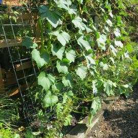 Squash vine growing in sun on vertical trellis
