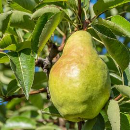 A healthy, disease-free Bartlett pear hanging in a tree