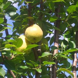 Pear tree with healthy, shiny green leaves and blemish-free yellow fruits
