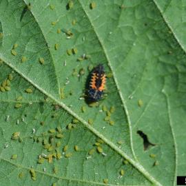 Lady beetle larva surrounded by aphids on underside of leaf