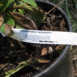 Native Rhododendrom macrophyllum in nursery pot, showing signs of disease