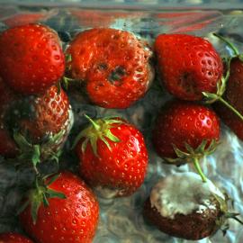 Container with rotting strawberries