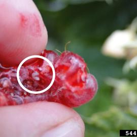 White larvae visible in squeezed raspberry