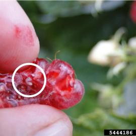 White larvae visible in squeezed raspberry