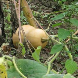 Ripe butternut squash laying in garden