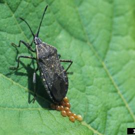 Squash bug laying eggs on squash leaf