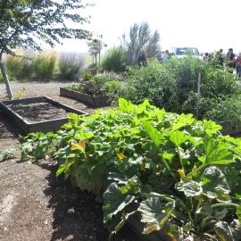 Squash growing in one of several raised beds