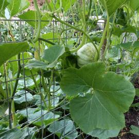 Squash vine growing on a trellis