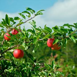 Apple tree with healthy foliage and apples