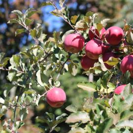 Healthy Fuji apples on tree