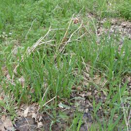Reed canarygrass new growth