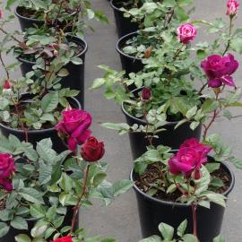 Roses in container at store