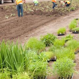 Área dañada por el crecimiento y la eliminación de plantas invasivas, replantada con plantas nativas.