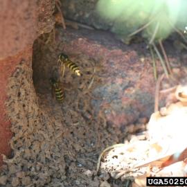 Yellowjacket nest entrance in building foundation