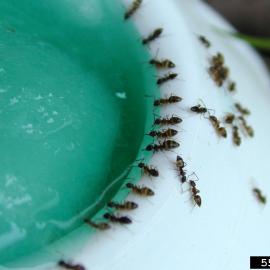 Ants attracted to bait station
