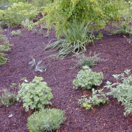 Landscape plants with bark mulch between them