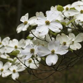 White dogwood flowers with no beetles