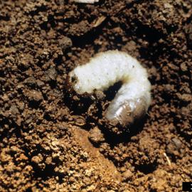 White C-shaped grub in soil