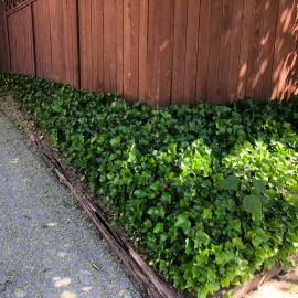 Ivy growing in landscape has been mowed to keep it from growing vertically