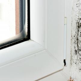 Mold on window pane