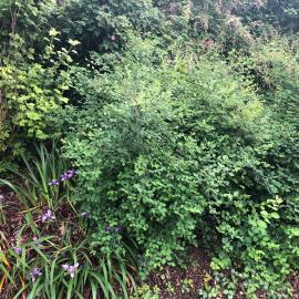 Landscape area with native plants growing densely together