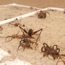 Many captured spiders on sticky trap