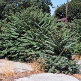 Tree-of-heaven growing among old concrete foundation pieces