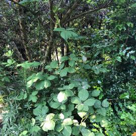 Himalayan blackberry cane emerging under landscape shrub