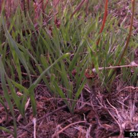Cheatgrass seedlings growing under dead grasses