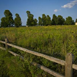 Area damaged by invasive plants growth and removal replanted with native plants 