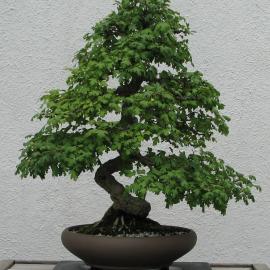 Bonsai pruned common hawthorn