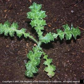 Italian thistle rosette