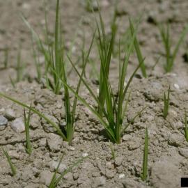 Nutsedge leaves