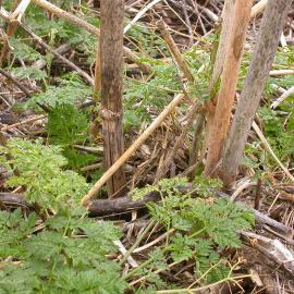 Poison hemlock young leaves emerging from soil 