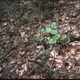 Poison oak shoot emerging under landscape shrub