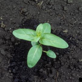 Plántula de salicaria púrpura